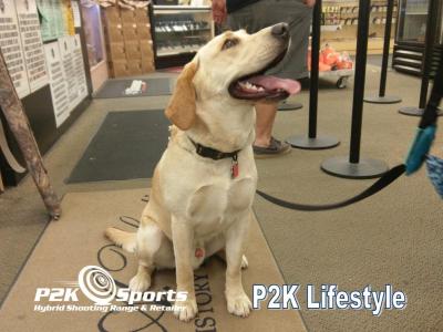 P2K Lifestyle A Dogs Life